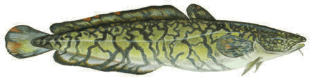 Lake Lota lota Västergötlands landskapsfisk Eng: Burbot Tys: Quappe Fra: Lotte de rivière lakefilé Energi: 322 kj Kcal: 77 Protein: 17,2 g Fett: 0,8 g Lake förekommer i de blåmarkerade Förekommer mer