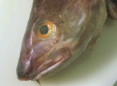 Vanligtvis ligger vikten på 0,5-1,5 kg i våra vatten. Fisken som är den enda lakearten i Europa, förekommer i insjöar och vattendrag i hela Sverige samt utmed östersjökusten.