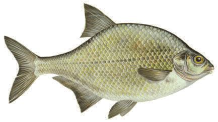 n för karp saknas. Karp Cyprinus carpio Eng: Common carp Tys: Karpfen Fra: Carpe Karp förekommer sporadiskt i de ljusblåmarkerade Karpen har en hög, kort och något tilltryckt kroppsform.