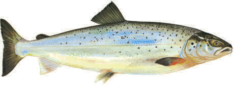 laxfilé Energi: 760 kj Kcal: 182 Protein: 18,4 g Fett: 14-23 g Mättat: 18-24 % Enkelomättat: 28-54 % Lax Salmo salar Hallands landskapsfisk Eng: Atlantic Salmon Tys: Atlantischer Lachs Fra: Saumon