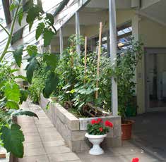 Initiativet har kommit från hyresgästerna själva om att vilja ha ett växthus att odla i på gården, likt dem som finns på Asp-, Syrén- och Ekgården.