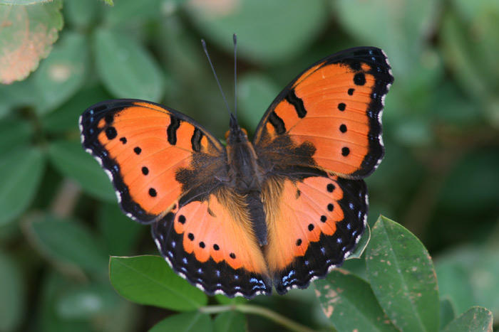 En av många vackra fjärilar vid Amani.