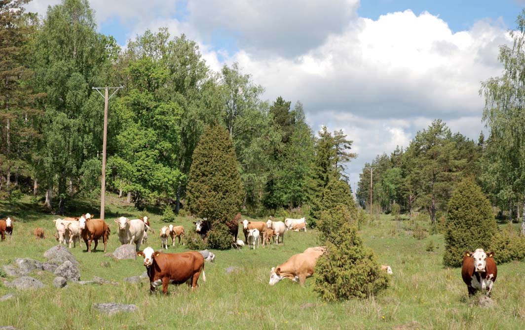 SKOG OCH MARK ÅKER- OCH BETESMARK Enligt skogsbruksplanen uppskattas den öppna marken till 56,7 ha, fördelat på ca 47 ha åker- och 10 ha betesmark.