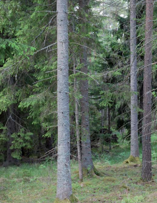 SKOGSMARK Enligt den nyupprättade skogsbruksplanen uppgår den produktiva skogsmarken till 121,7 ha och det totala virkesförrådet till 8 961 m 3 sk eller 74 m 3 sk/ha.