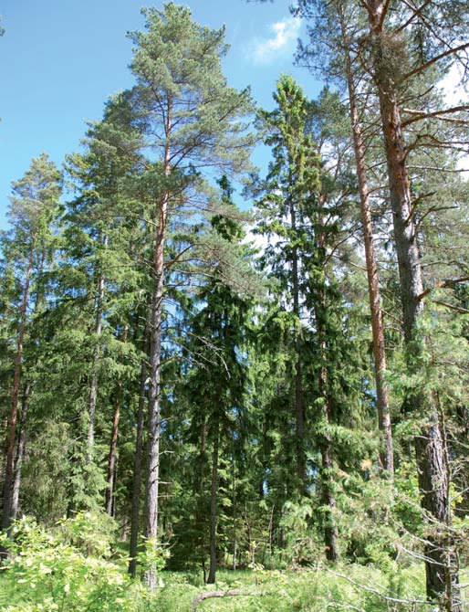 Skogens åldersfördelning har en dominans i ungskog nyligen planterad. I gallringsmogen ålder finns ca 5 700 m 3 sk och i slutavverkningsmogen ålder finns ca 1 500 m 3 sk.