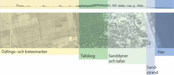 handelsplats sedan yngre järnålder och längs ån har många forntida fynd hittats. Det moderna Åhus med dess högresta hamnbyggnader fungerar som ett landmärke längs stora delar av kuststräckan.