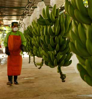 Med fler aktörer har handeln med bananer blivit ännu mer konkurrensutsatt, vilket leder till fortsatt pressade priser i alla led, ända ner till de mest