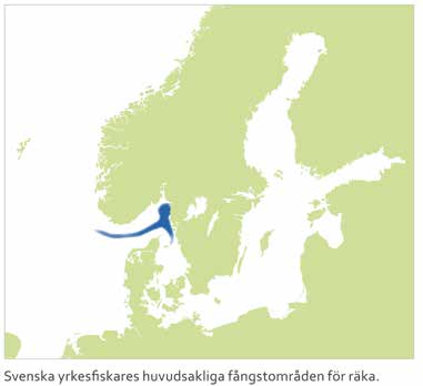 Greenpeace Fiskare som fuskar En för stor fiskeflotta leder till överfiske och fusk Nordhavsräkan, Pandalus borealis I svenska vatten finns nordhavsräkan i Norska rännan, Skagerrak, Koster- och