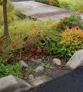 Nedsänkt växtbädd. Till växtbädden avvattnas takvatten som leds ner i växtbädden genom stuprör. Överskottsvatten bräddas via utsläpp i kantsten och ut på gatan. Portland, USA.