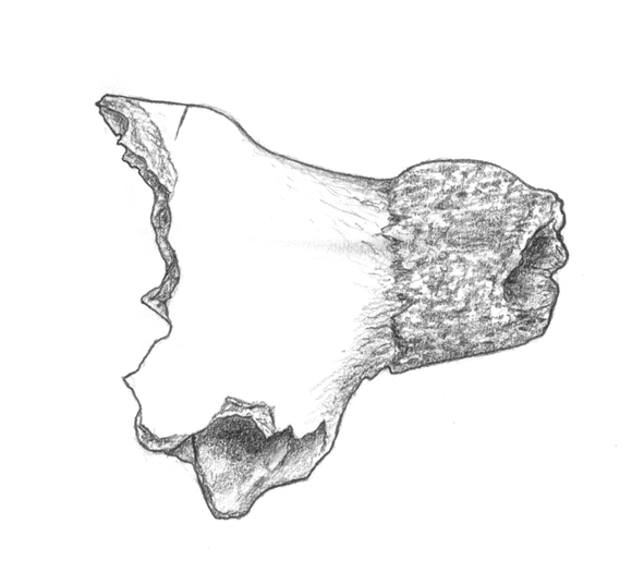 Fig. 2. Nötboskap.