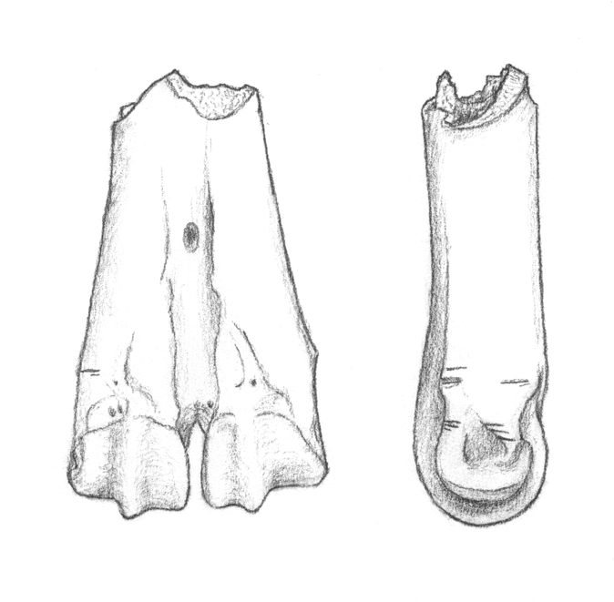 separering från kraniet (lateral vy). Fig. 4.