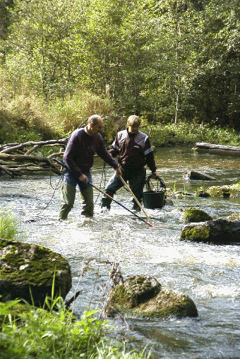 4.3.10 Elfiske Elfisket bedrevs med gängse kvantitativ metodik med tre utfisken per lokal (Degerman & Sers 1999).