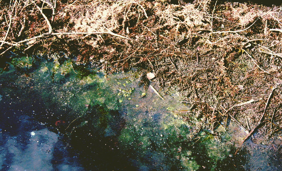 Figur 37. Kraftig utveckling av fintrådiga grönalger i strandkanten nedströms hygget. Orsaken torde vara utströmning av kväve och ökad solinstrålning. 4.8 