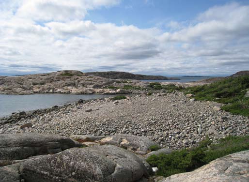 Figur 2. Vy över en av lokalerna med ostronört (Kockholmen, Strömstad kommun). Foto: Mattias Lindholm.