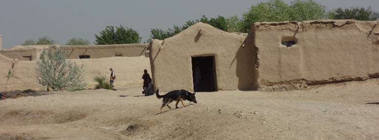 Ing 2 insatser i Afghanistan 2005-2014 Hunden Astro under spaning längs väg vid Afghanska by.