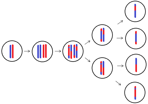 vebaserna tymin (T), cytosin (C), guanin (G) och adenin (A). Nukleotidsekvensen i genen översätts i steg till en aminosyrasekvens som bildar ett protein.