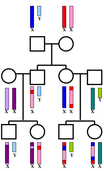 Figur 23: Illustration av hur könskromosomerna ärvs från far- och morföräldrar till barnbarn Figur