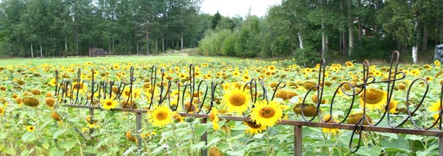 Hållbar landskapsutveckling hur blev det? 33 Lantbrukspark i Wij Hur påverkar klimatfrågor och jordbrukarstöd landskapsomvandlingen? Vilka möjligheter finns att aktivt gestalta ett landskap?