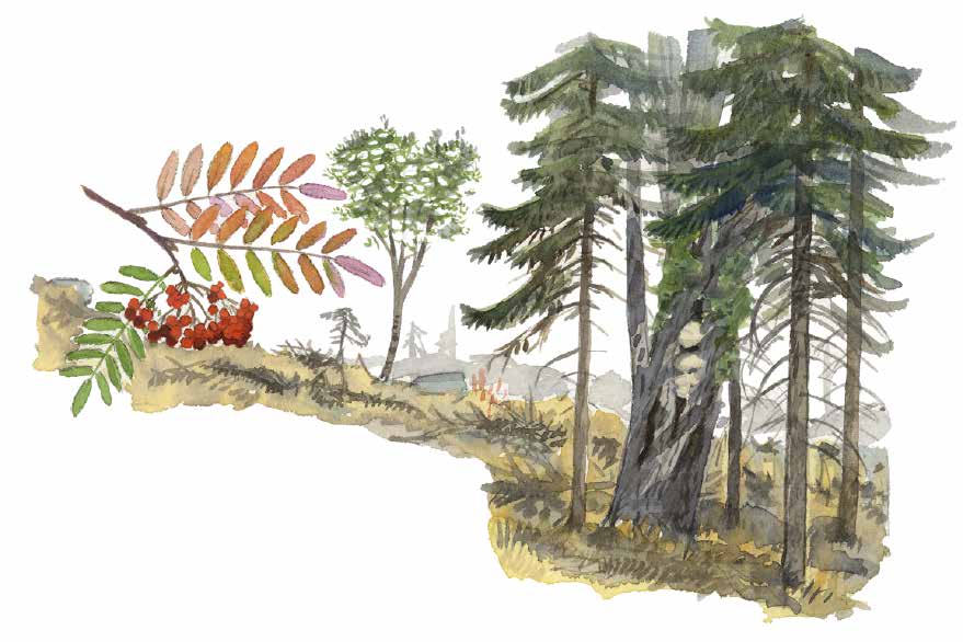 Detaljhänsyn Naturvärdesträd Naturvärdesträd, rönn och sälg Sälgar och rönnar Gamla sälgar är likt eken ibland mer döda än