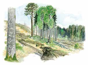 Utvecklingsträd - beskrivning Utvecklingsträd är levande ordinära träd som sparas för att utveckla högre naturvärden.