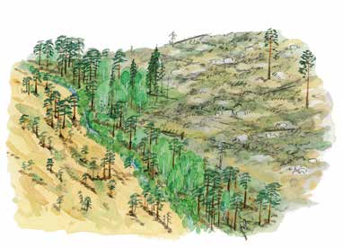Kantzoner och skyddszoner beskrivning Kantzoner och skyddszoner är viktiga för bevarandet av artmångfalden på såväl skogsmarken som i andra angränsande ägoslag, inklusive våtmarker, sjöar och
