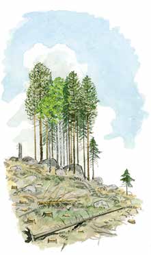 Trädgrupper och kalytesbegränsning - beskrivning Med trädgrupp avses trädsamlingar som idag har lägre naturvärden än hänsynskrävande biotoper, men som ändå kan utgöra ett viktigt bidrag till