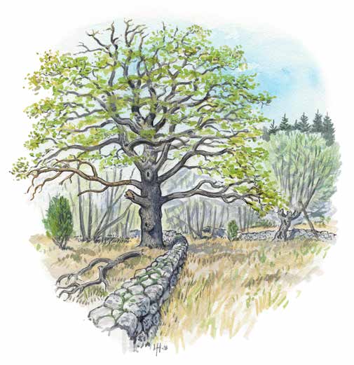 Naturvärdesträd - åtgärder Vid skogliga åtgärdar ska alla naturvärdesträd sparas.