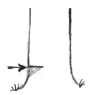Träd som skall fällas i sidled sägas med två snitt på lite olika höjd som går omlott (inga genomgående fibrer okapade). Därefter fälls trädet med riggröret eller handkraft.
