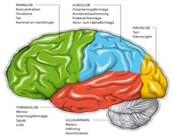 Hjärnbarken Hjärnans vita substans Storhjärnans yttre skikt Består av grå substans, cellernas nervkroppar Är överordnad resten av det centrala nervsystemet Härifrån styrs våra medvetna rörelser