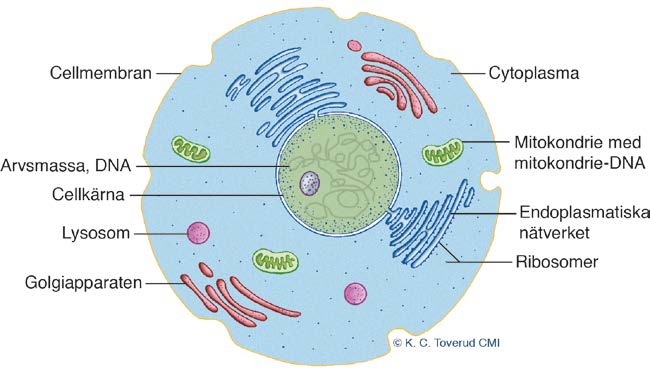 Medicinsk bakgrund Smer 2013:2 Figur 1. En cell i genomskärning. Bildtext: Det huvudsakliga DNA:t finns i cellkärnan. Utanför cellkärnan finns en trögflytande vätska som kallas cytoplasma.