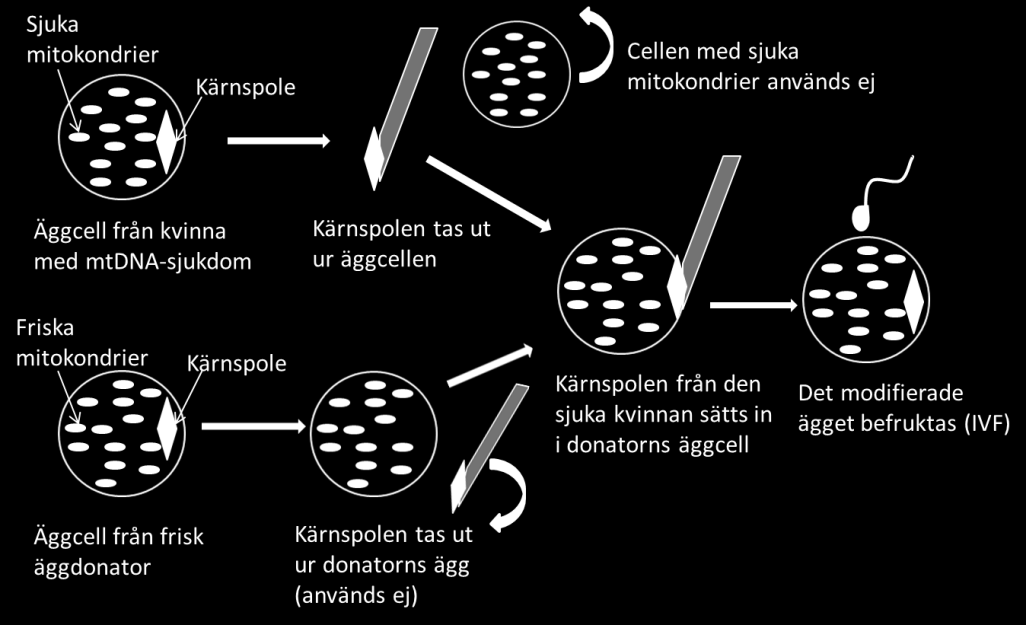 barn. Principen innebär att man byter ut det skadade mitokondrie-dna:t från en drabbad kvinna till friskt mitokondrie-dna i samband med IVF.