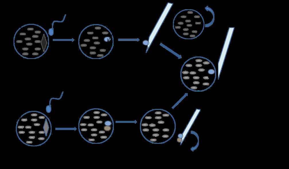 Smer 2013:2 Medicinsk bakgrund Figur 3. Överföring av prokärnor hos befruktade ägg (pronuclear transfer). Förkortningen mtdna används för mitokondrie-dna. 4.5.