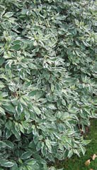 Växtmateriallista TRÄD Oxel (Sorbus intermedia E) Vacker form och bark, vackert bladutspring, 8-12 m. Ullungrönn (Sorbus Dodong E) Vacker, intensiv höstfärg, 8-10 m.