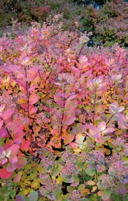 Körsbärskornell (Cornus mas) Litet träd som blommar på bar kvist och har vackert växtsätt, vild karaktär, tål skugga, 4-6 m.