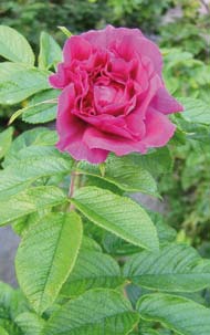 BLADFÄRG Gulbrokig kornell (Cornus alba Cream Cracker ), Röda grenar, gulbrokiga blad, 1,5-2 m. Praktspirea (Spiraea japonica Magic Carpet ) Röd, gul och grön bladfärg, rosa blommor, ca 1 m.