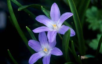 Riddarsporre (Delphinium belladonna) finns i vitt, ljusblå, mörkblå, blålila, blommar mellan juni-augusti, 80-150 cm.