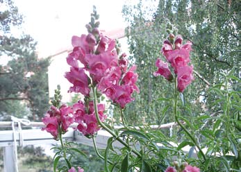 Sommarblommor behöver regelbunden vattning och gödning, speciellt om de är planterade i upphöjda planteringskärl. Om man putsar bort vissna blommor upp-muntrar man blomning.