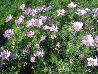 Det finns särskild jord för urnor och planteringskärl som är förrådsgödslad och håller vatten bättre. Begonia Vita, röda och rosa blommor. 20 cm. Sol-halvskugga. Torktålig.