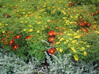 Solros Helianthus annuus Gula, ljusgula eller mörkröda stora strålformade blommor med brun mitt. 50-300 cm. Sol. Lätt att dra upp från frö. Vill ha mycket vatten och näring.