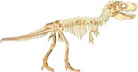 artdefinitionen ser fossilen efter två organismer olika ut så tillhörde de också olika arter. Paleontologerna har dessutom satt olika artnamn på samma art allteftersom de utvecklades.