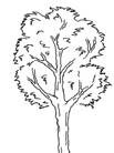 Grevillea robusta Casuarina equisetifolia Trädet växer fort och har blommor som lockar till sig bin.