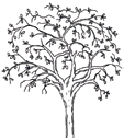 Podocarpus falcatus Balanites aegyptiaca Trädet växer bra på höga höjder. Barken använd för att framställa mediciner.