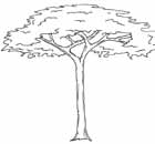 Acacia Albizia lebbeck Trädet är litet och kan växa i olika sorts jord typer.