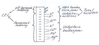 Figur 4. Den totala mängden laddningar (permanenta + ph-beroende) på en partikel benämns katjonbyteskapacitet (CEC). Summan av utbytbar aciditet och hårt bundna sura ämnen kallas total aciditet.