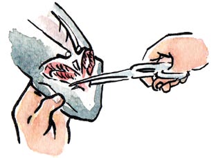 Genom att dra i gälarna får du ut inälvorna. Det är lätt att ta bort gälarna med en sax eller kniv.