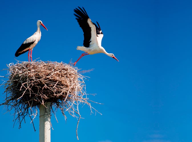 kompisar. Djur Den vita storken! Den vita storken ser ut som ett litet segelflygplan när den kommer. Den landar i sitt bo, som liknar en korg, längst uppe på en stolpe.