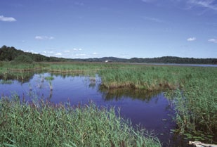 Plankton Kompensationsnivå Fria vattenmassan Bottenzonen Näringsmängd Mängden näring i vattnet har betydelse för vilka organismer man hittar i sjön.