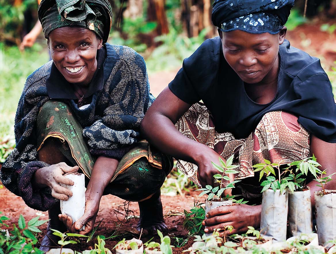 Loransi Mukarutagwenda och Domitila Mukanyirigira, Rwanda, är medlemmar i ett kooperativ som stöds av Vi-skogen. De förbereder plantor som tillsammans med grödor ska planteras på medlemmarnas gårdar.