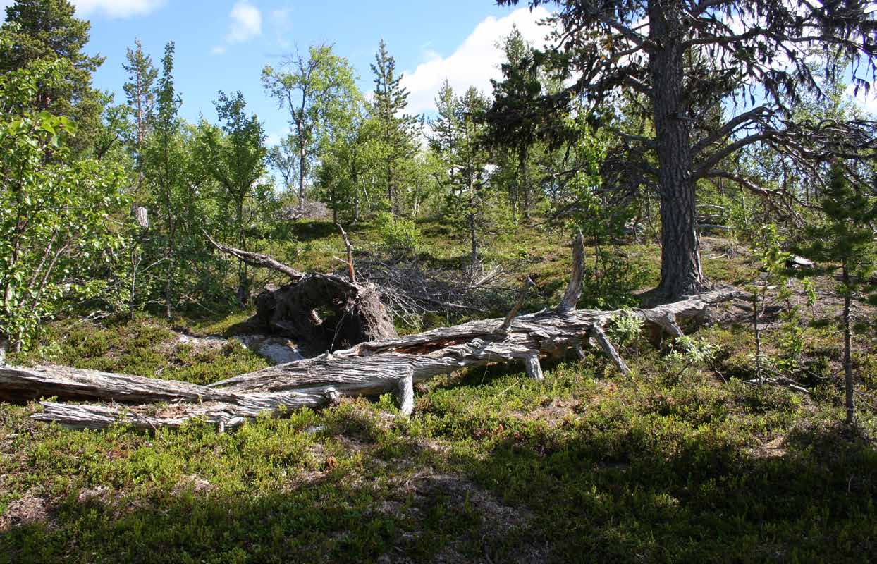 SKOG Precis som vid förra rapporteringen har endast en av femton skogliga naturtyper, fjällbjörkskog, gynnsam bevarandestatus.