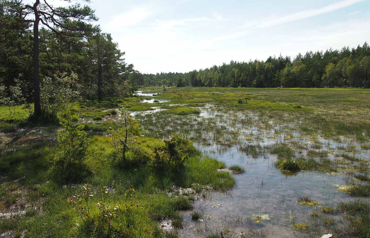 VÅTMARKER Sverige är ett av världens mest våtmarksrika länder, men tidigare dikningar påverkar kvaliteten och framtidsutsikterna.